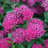 Spiraea jap. 'Anthony Waterer'