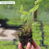 Echinacea Hot Papaya (7cm Modules)