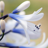 Agapanthus Queen Mum