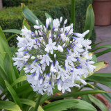 Agapanthus Queen Mum