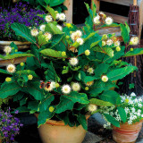 Cephalanthus occidentalis (Button Bush)