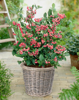 Blueberry Pink Lemonade - LARGE Plant - for the Patio or Garden - Pink  Berry Plants