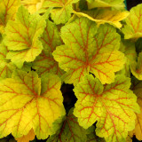 Heuchera Electra (9cm Pot) Heuchera Electra (9cm Pot)