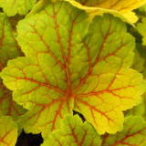 Heuchera Electra (9cm Pot) Heuchera Electra (9cm Pot)