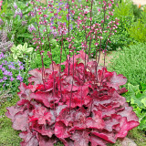 Heuchera Fire Chief (9cm Pot) Heuchera Fire Chief (9cm Pot)