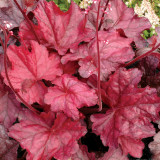 Heuchera Fire Chief (9cm Pot)