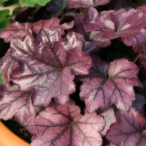 Heuchera Plum Royale (9cm)