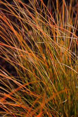 Carex testacea 'Prairie Fire' (7cm Pot)
