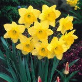 Narcissi Fortune Narcissi Fortune