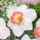 Narcissus Pink Charm 12/14cm