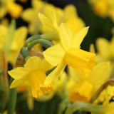 Narcissi Cyclamineus Tete a Tete 10-12cm