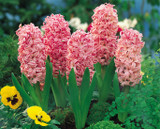 Hyacinth Anne Marie 14-15cm