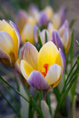 Crocus chrysanthus 'Advance'
