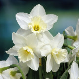 Narcissus Tresamble 8/10cm