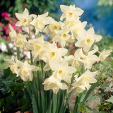 Narcissus Tresamble 8/10cm