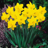 Narcissi St Keverne Narcissi St Keverne