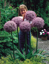 Allium Globemaster 20cm+