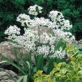 Allium Neapolitanum Grandiflorum