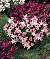 Chionodoxa Forbesii Pink Giant