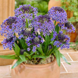 Scilla Peruviana