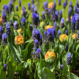 Muscari Comosum Latifolium