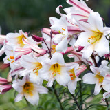 Lilium Regale 20-22cm