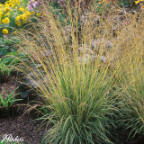 Molinia caerulea Variegata