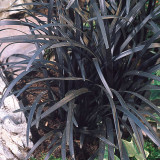 Ophiopogon planiscapus Nigrescens