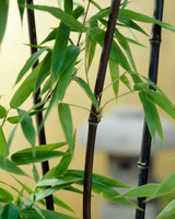 Phyllostachys Nigra