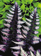 Athyrium nip. Ursula Red