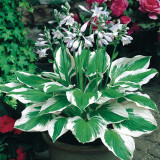 Hosta fortunei Patriot Hosta fortunei Patriot
