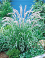 Pennisetum alopecuroides Tall Tails