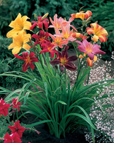 Hemerocallis Mixed