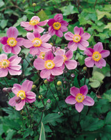 Anemone japonica September Charm