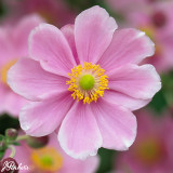 Anemone japonica September Charm