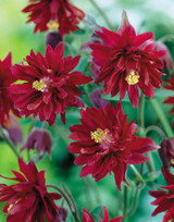 Aquilegia vulgaris Ruby Port
