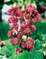 Astrantia major Rubra