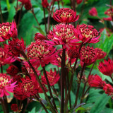 Astrantia major Rubra Astrantia major Rubra