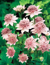Astrantia maxima Astrantia maxima
