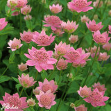 Astrantia maxima