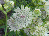 Astrantia major