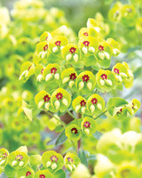 Euphorbia Martinii