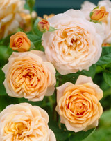 Rose Climbing Compassion