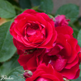 Rose Scarlet Queen Elizabeth