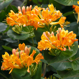 Honeysuckle Tellmanniana