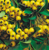 Pyracantha Golden Charmer 2ltr