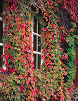 Boston Ivy (Parthenocissus tri. Veitchii)