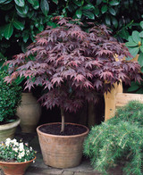 Acer palmatum Atropurpureum