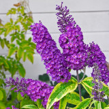 Buddleia Santana P9