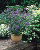 Caryopteris Heavenly Blue